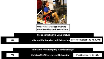 Microdialysis-Assessed Exercised Muscle Reveals Localized and Differential IGFBP Responses to Unilateral Stretch Shortening Cycle Exercise